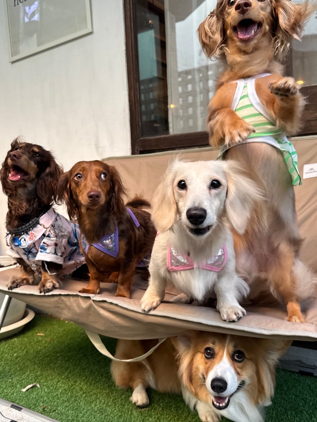 A group of small dogs at the club