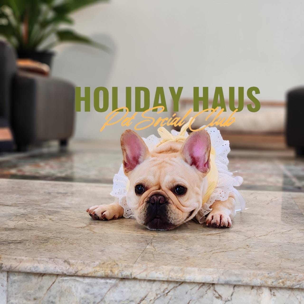A happy dog at Holiday Haus