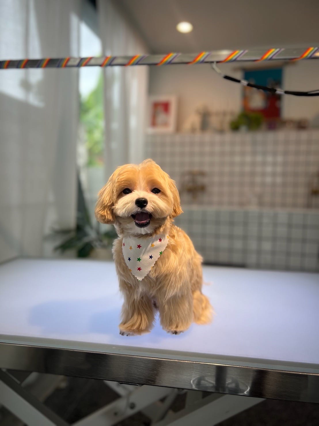 A freshly groomed dog
