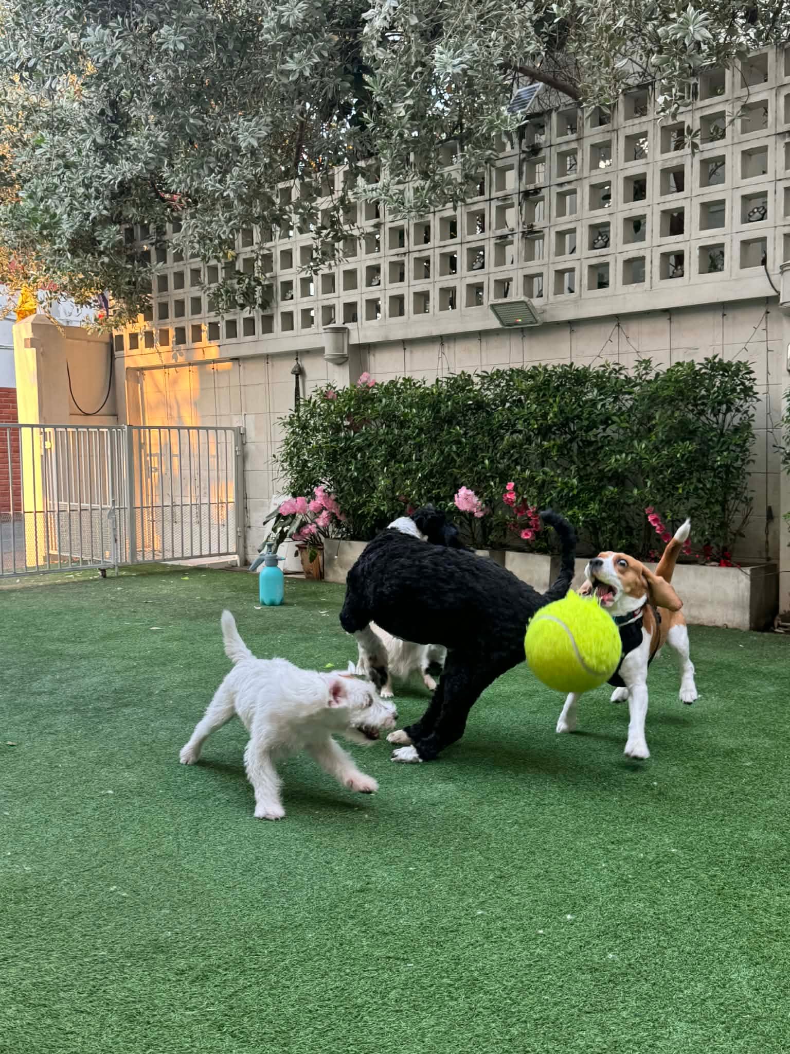 Dogs playing together on the grass